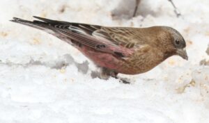 Female - Sandia Peak - New Mexico