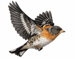 flying finch